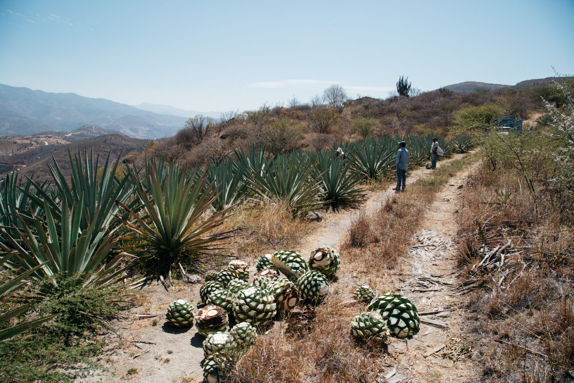 A Brief History of Mezcal