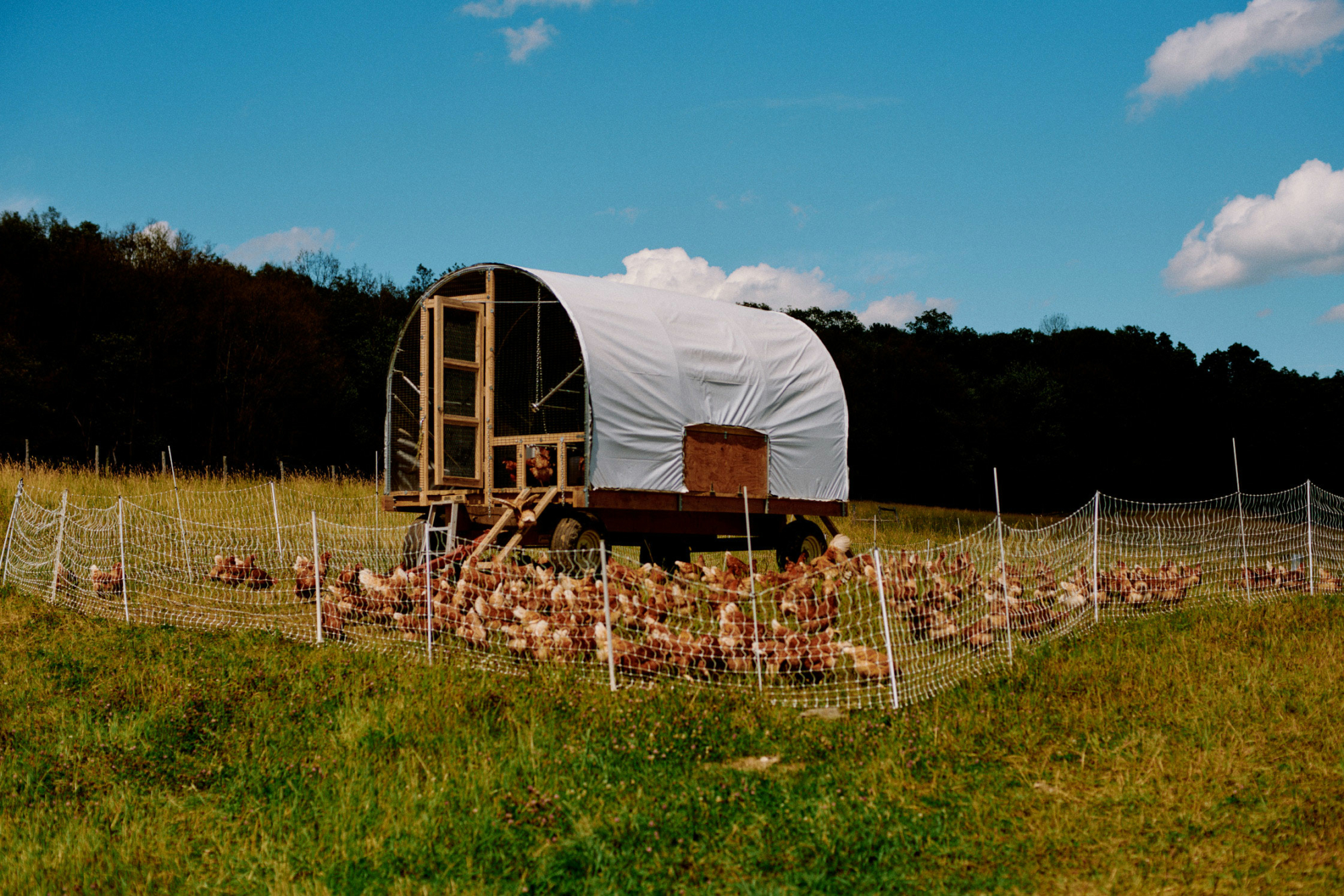 Stepping into Lexie Smith's kitchen for a summer Picatta Farro