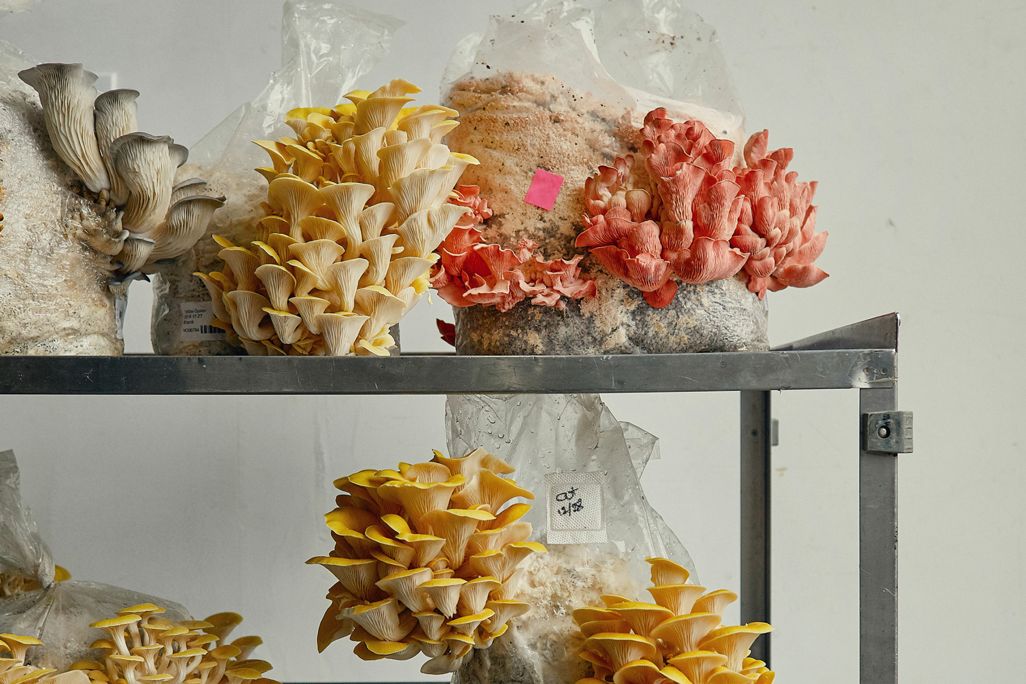 Meet the mushroom fanatics growing produce before their customers’ eyes